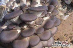 平菇的营养价值功效以及食用禁忌? 平菇的功效与作用及禁忌有哪些