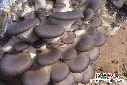 平菇的营养价值功效以及食用禁忌? 平菇的功效与作用及禁忌有哪些