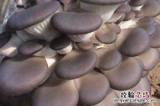 平菇的营养价值功效以及食用禁忌? 平菇的功效与作用及禁忌有哪些