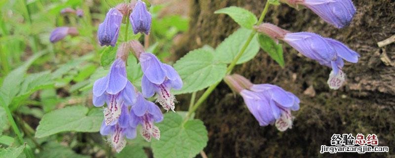 黄岑与黄芩区别 黄岑和黄芩的区别