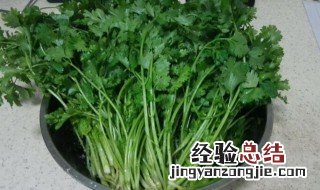 香菜煮水步骤 香菜煮水的做法