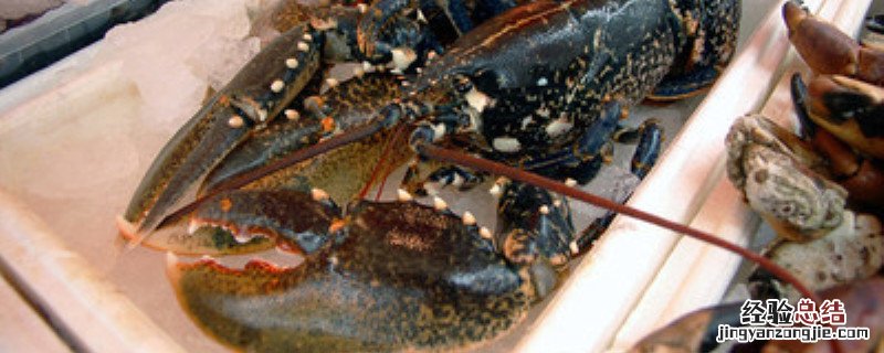 虾壳肥料的沤制方法 虾壳沤肥要多长时间