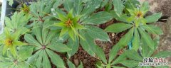 种植重楼用什么肥料长得快 种植重楼什么时候施肥