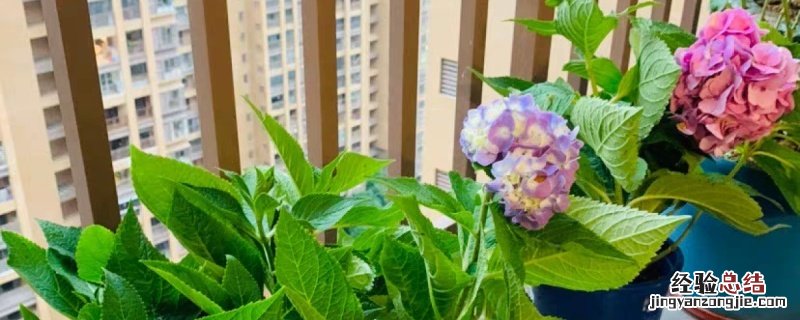网购绣球花苗如何缓苗 绣球花 缓苗