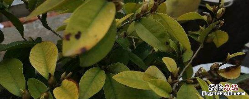 药害还能恢复生长吗 药害还能恢复生长吗草莓打顿药产生药害怎么办