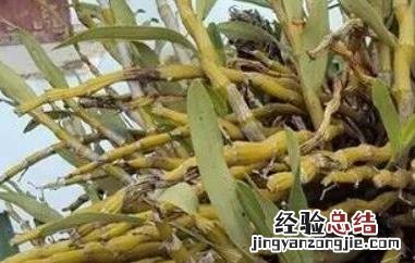 金钗石斛泡水喝有什么功效 金钗石斛泡水喝的功效与作用