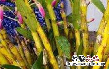 金钗石斛泡水喝有什么功效 金钗石斛泡水喝的功效与作用