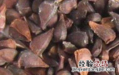木瓜籽怎么吃好 木瓜籽怎么吃