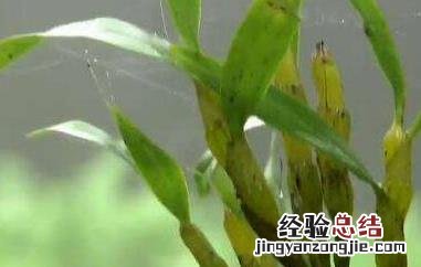 金钗石斛的美容功效与作用 金钗石斛对美容的功效与作用
