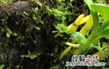 金钗石斛的美容功效与作用 金钗石斛对美容的功效与作用
