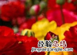 花毛茛花后的处理方法 花毛茛花后怎么处理