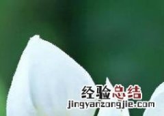 龙吐珠的养殖方法和注意事项 龙吐珠的养殖方法