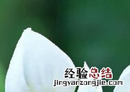 龙吐珠的养殖方法和注意事项 龙吐珠的养殖方法