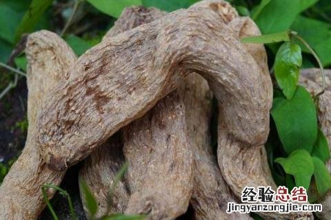 天麻有几种品种 天麻有几种品种怎么区别