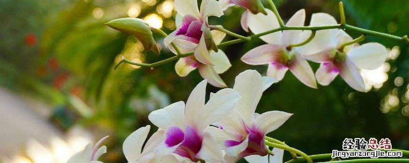 石斛开花后枝条要剪吗 石斛开完花后枝子用剪吗