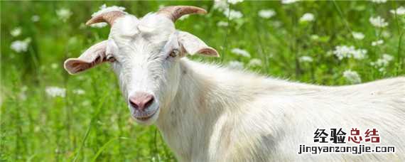 小苏打能给羊饮水吗 小苏打能给羊饮水吗