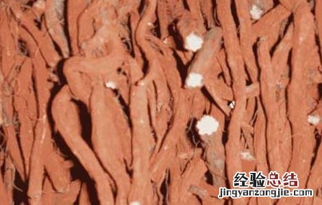 丹参的功效与副作用及用量多少克 丹参的功效与副作用