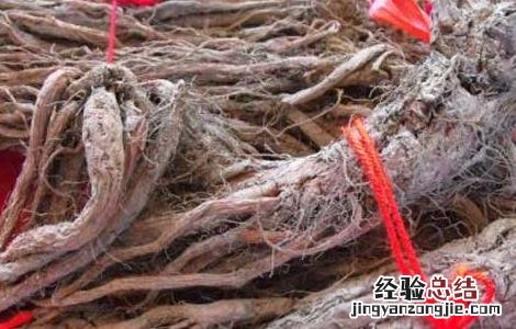 丹参的功效与副作用及用量多少克 丹参的功效与副作用