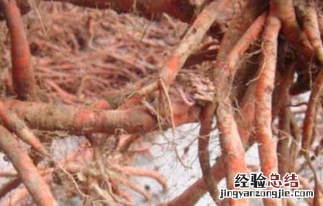 丹参的功效与副作用及用量多少克 丹参的功效与副作用
