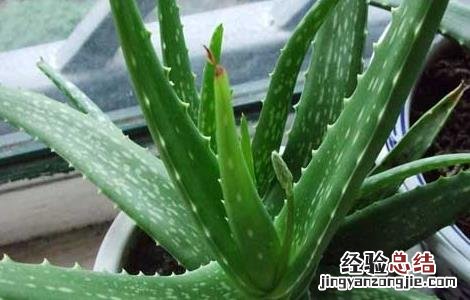 芦荟的药用价值与功效 芦荟的药用价值