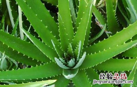 芦荟的药用价值与功效 芦荟的药用价值