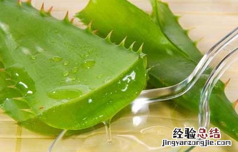 芦荟的药用价值与功效 芦荟的药用价值