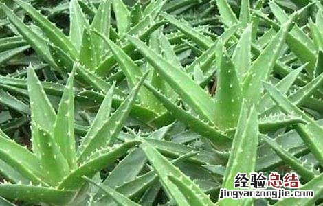 芦荟的药用价值与功效 芦荟的药用价值