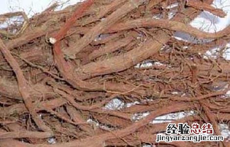 丹参能泡酒吗 丹参能泡酒吗?有什么好处
