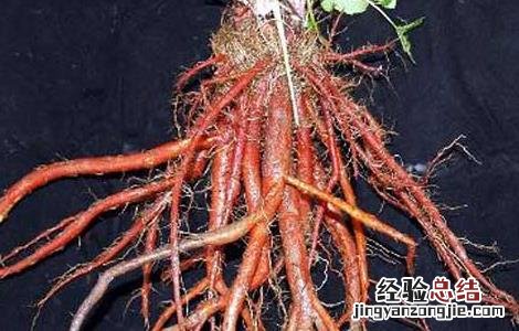 丹参能泡酒吗 丹参能泡酒吗?有什么好处