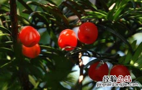 红豆杉果实的功效与作用 红豆杉果实的功效与作用机理