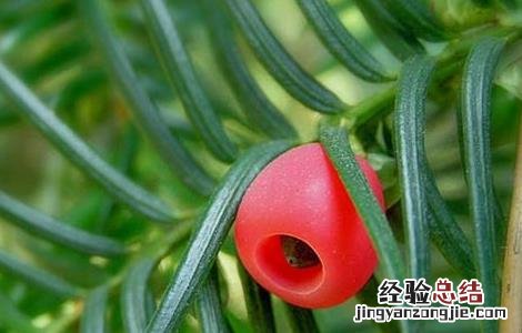 红豆杉果实的功效与作用 红豆杉果实的功效与作用机理