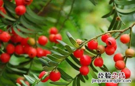 红豆杉果实的功效与作用 红豆杉果实的功效与作用机理