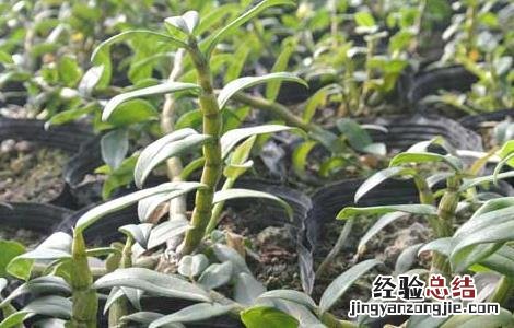 铁皮石斛的药用价值 铁皮石斛的药用价值和功效,金线莲的功效