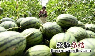 西瓜几月几日成熟 西瓜几月份成熟上市