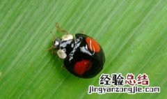 瓢虫的习性是什么 你知道是什么吗