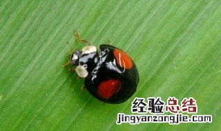 瓢虫的习性是什么 你知道是什么吗