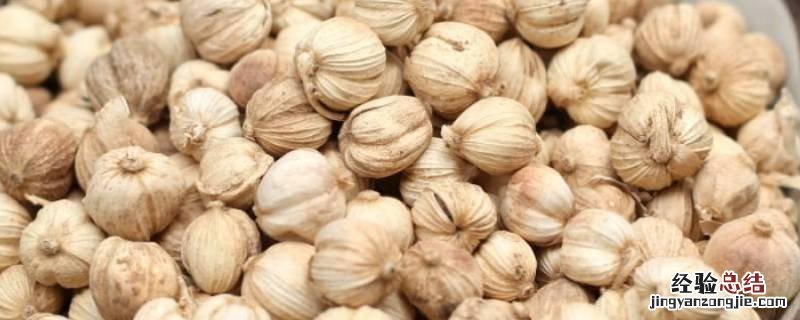 白蔻和白豆蔻是同一种香料吗 白蔻作为香料起什么作用