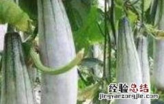 羊角蜜甜瓜如何种植 羊角蜜甜瓜如何种植视频
