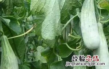 羊角蜜甜瓜如何种植 羊角蜜甜瓜如何种植视频
