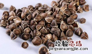 辣木籽的功效与作用及食用方法 辣木籽的功效与作用