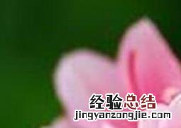 杜鹃花图片 杜鹃花图片大全高清图片