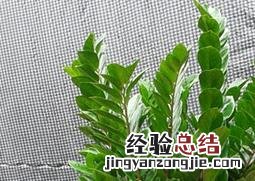 金钱树修剪步骤图解 金钱树如何剪枝图解