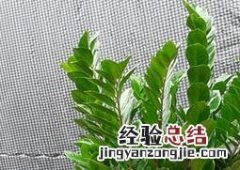 金钱树修剪步骤图解 金钱树如何剪枝图解
