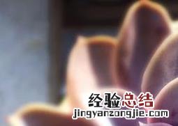紫珍珠图片 紫珍珠图片多肉