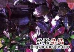 辣椒榕品种大全及图片名称 辣椒榕图片