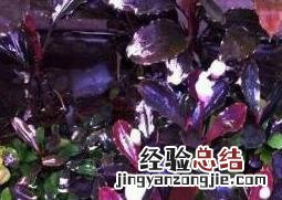 辣椒榕品种大全及图片名称 辣椒榕图片