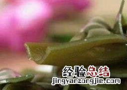 女人常吃海带的效果减肥吗 女人常吃海带的效果