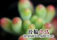 月季乙女心图片 乙女心图片