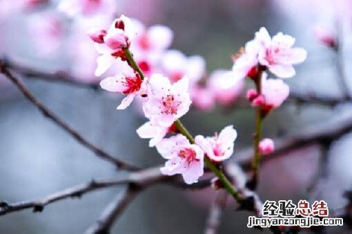 桃花的花期通常在几月 桃花几月开花?花期多长?