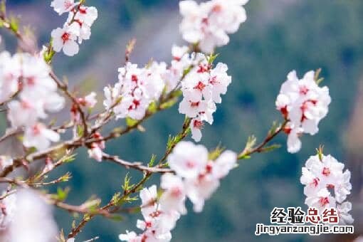 桃花的花期通常在几月 桃花几月开花?花期多长?